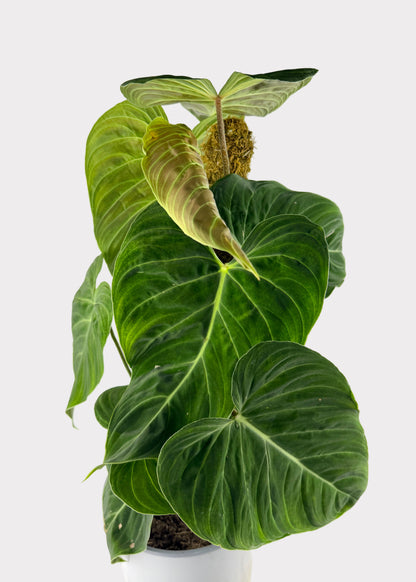 Philodendron Splendid