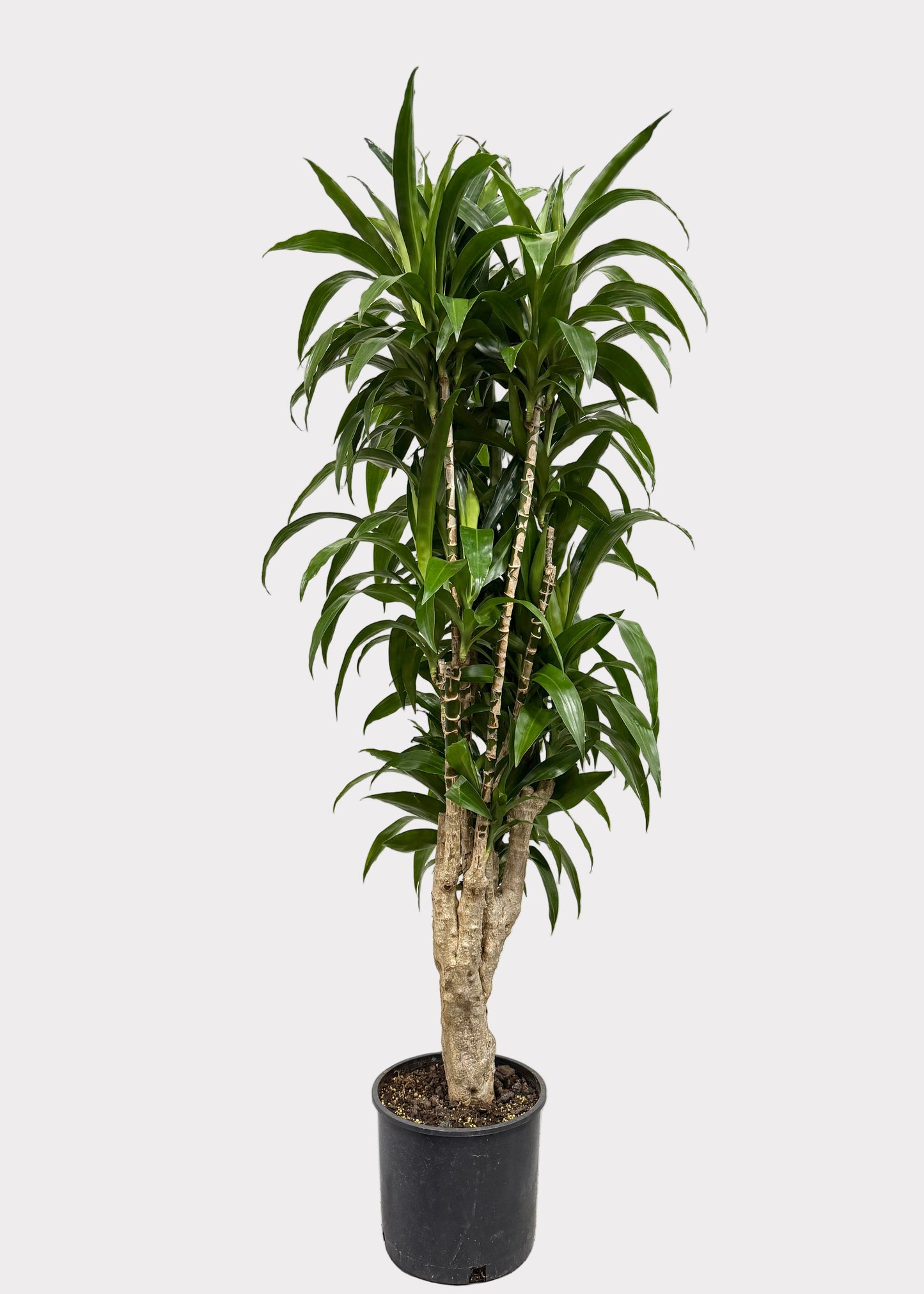 Dracaena – Lisa Stump