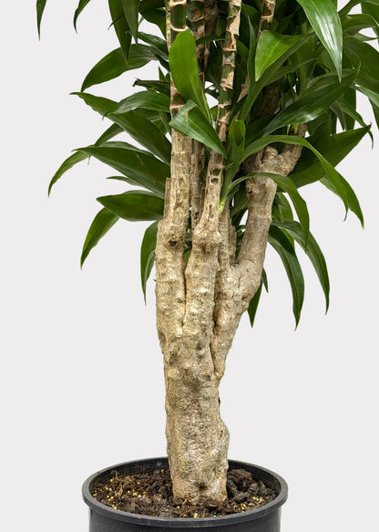 Dracaena – Lisa Stump