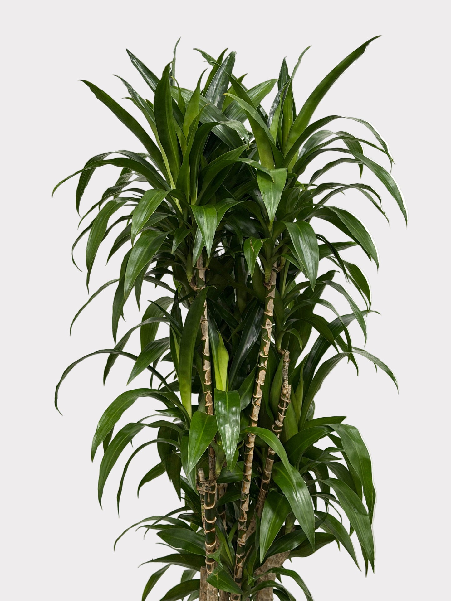 Dracaena – Lisa Stump