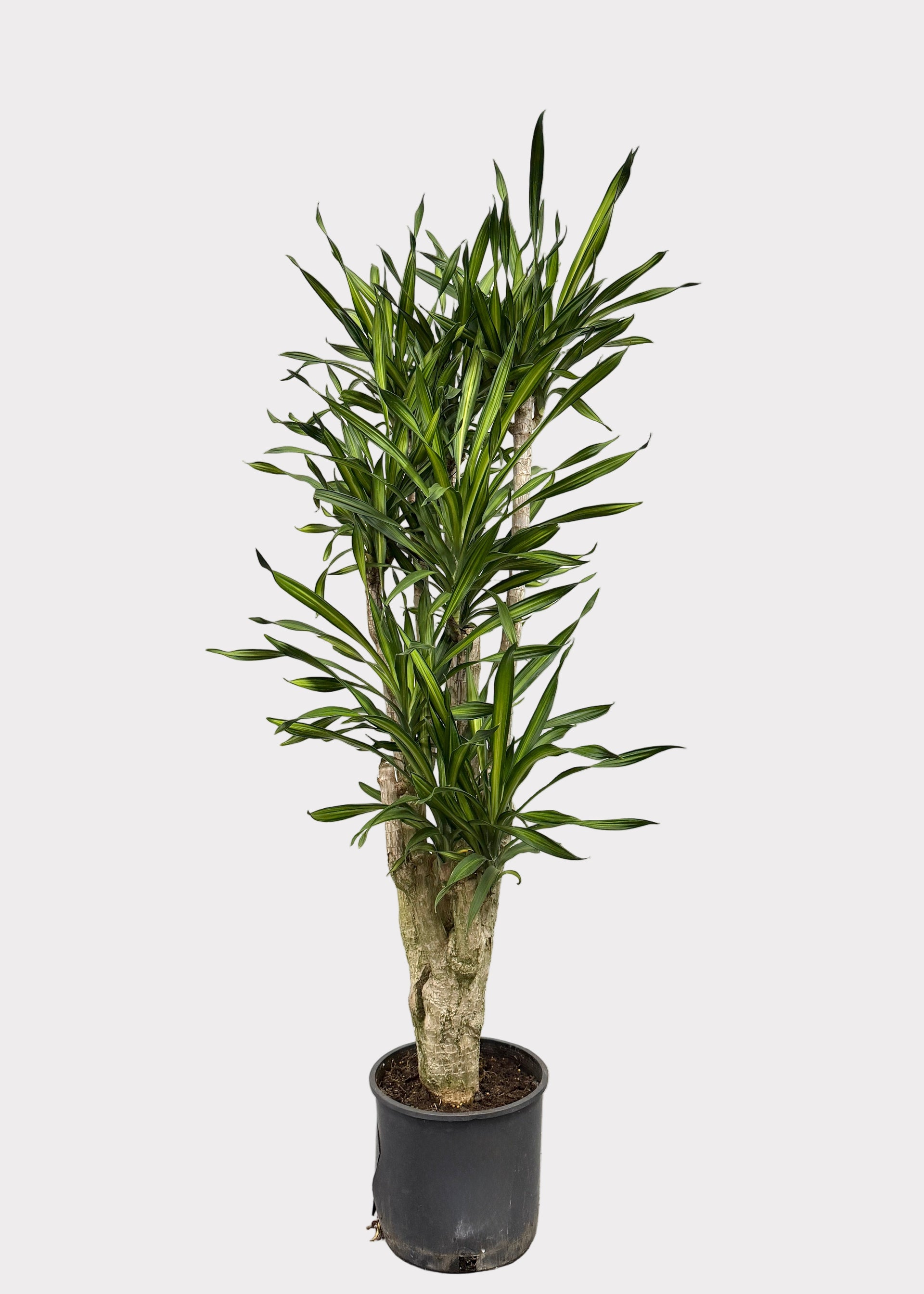 dracaena gold star cane Dracaena – Goldstar Stump – Rainbow