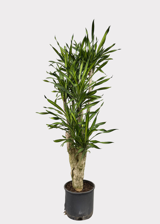 Dracaena – Goldstar Stump