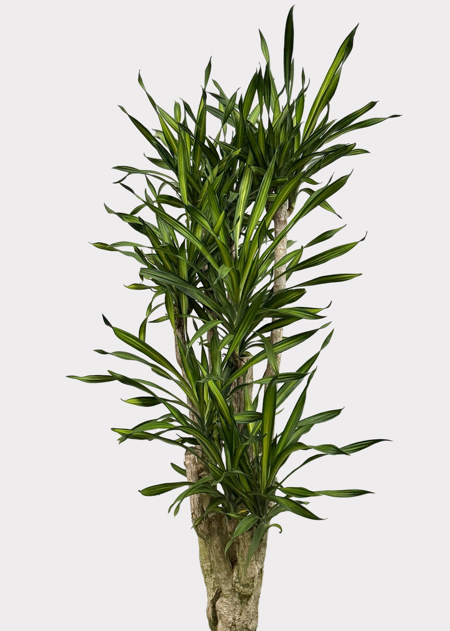 Dracaena – Goldstar Stump