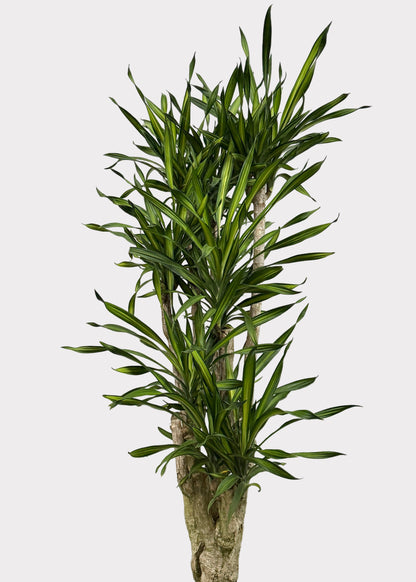 Dracaena – Goldstar Stump