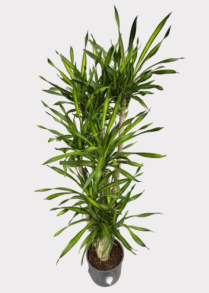 Dracaena – Goldstar Stump