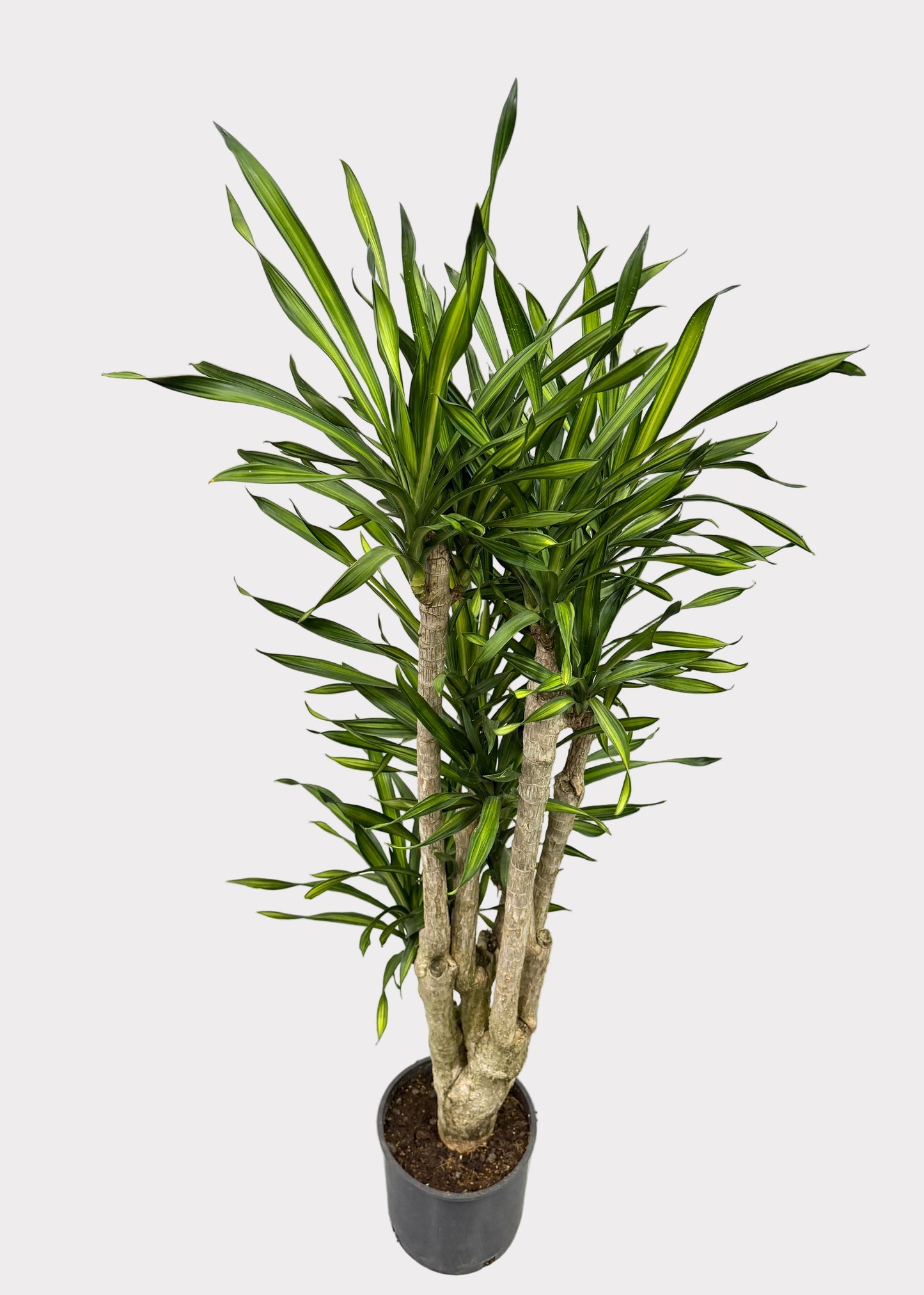 Dracaena – Goldstar Stump