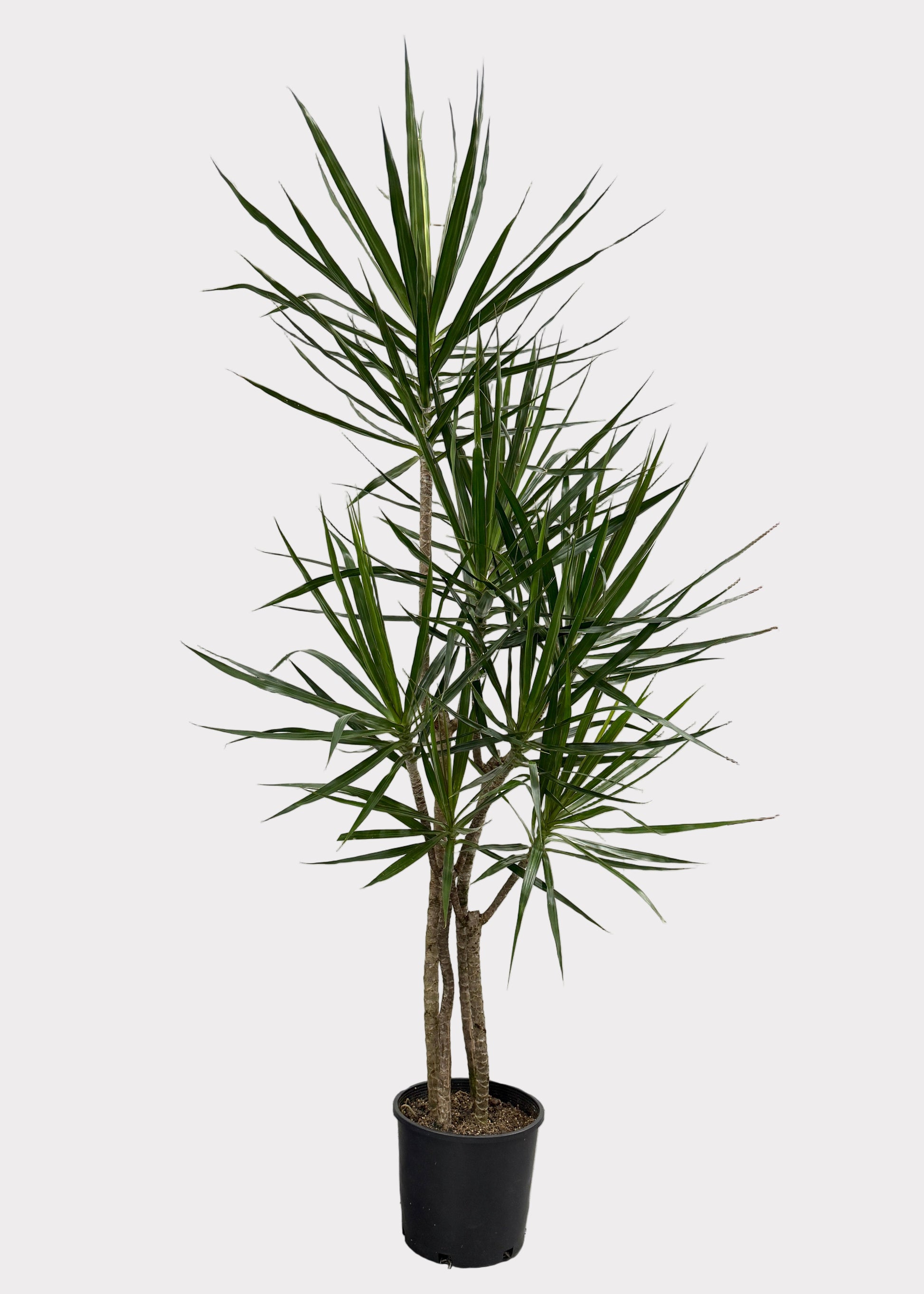 dracaena marginata pets Dracaena – Marginata Freeform – Rainbow