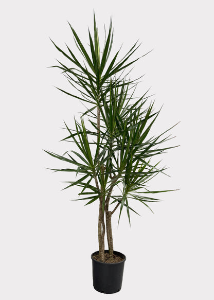 Dracaena – Marginata Freeform