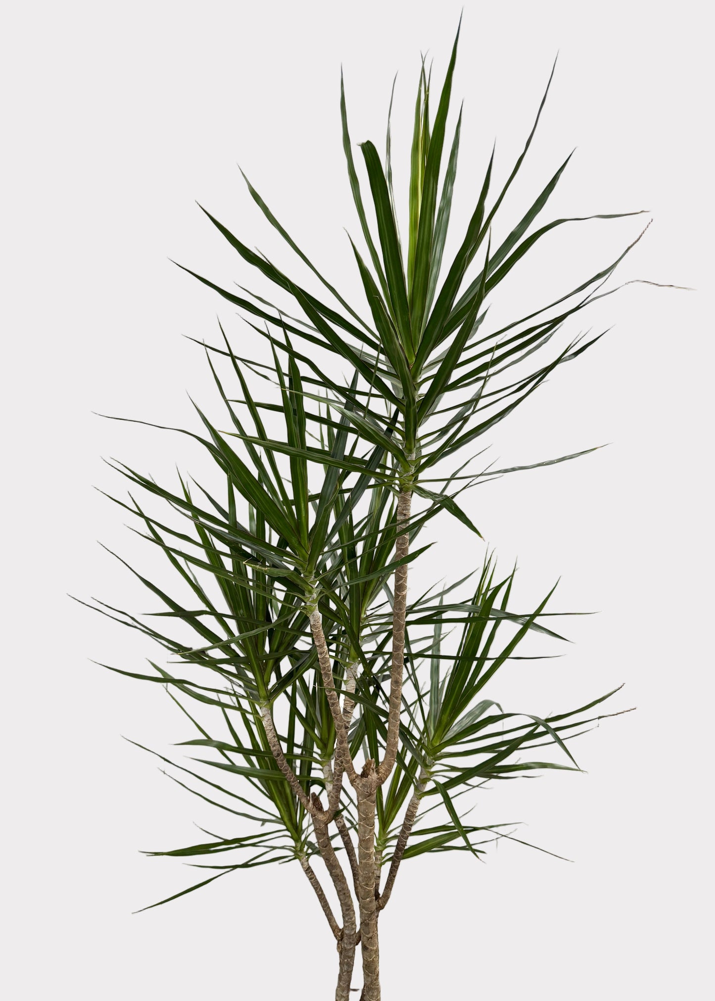 Dracaena – Marginata Freeform