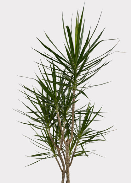 Dracaena – Marginata Freeform