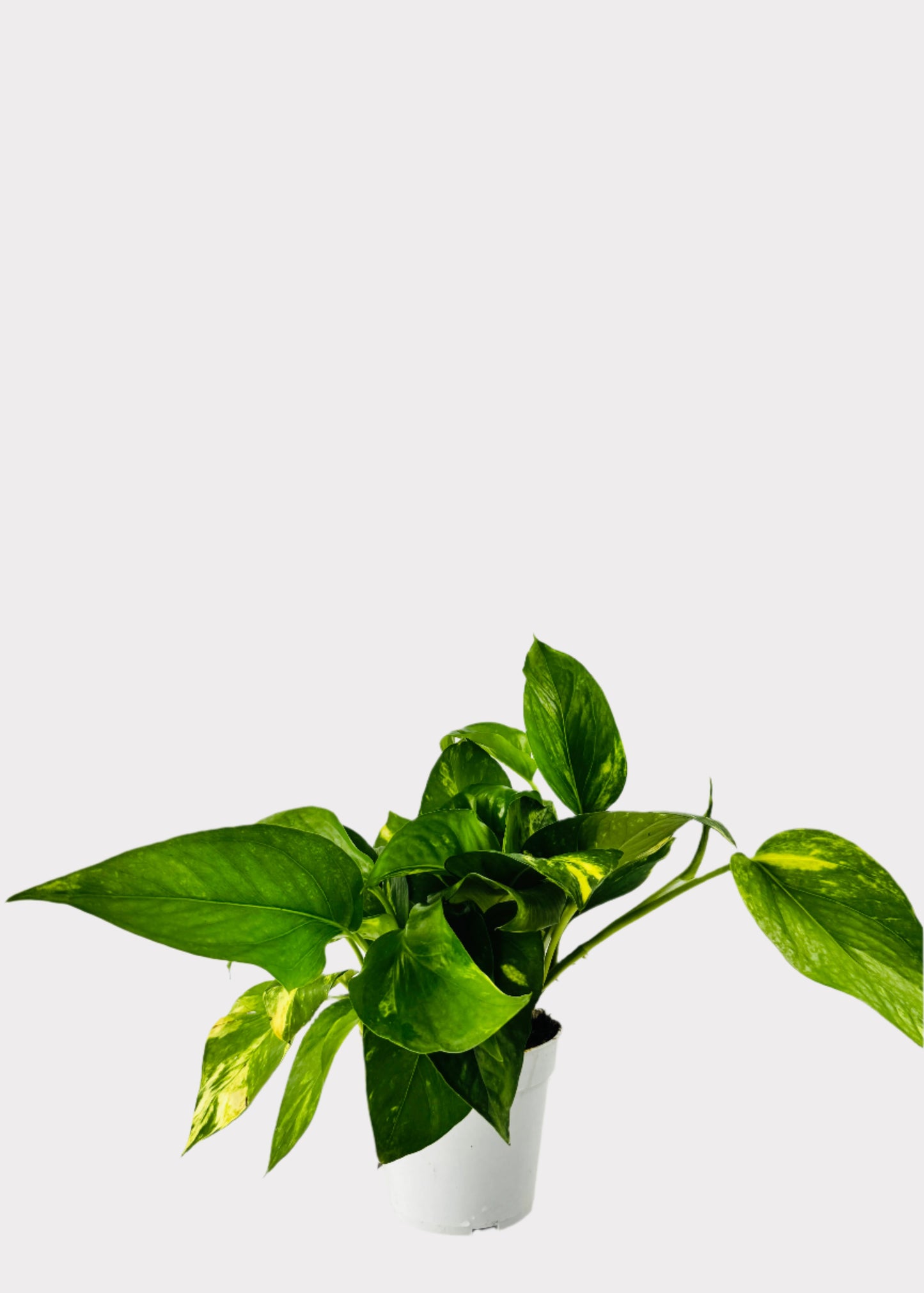 Pothos - Golden
