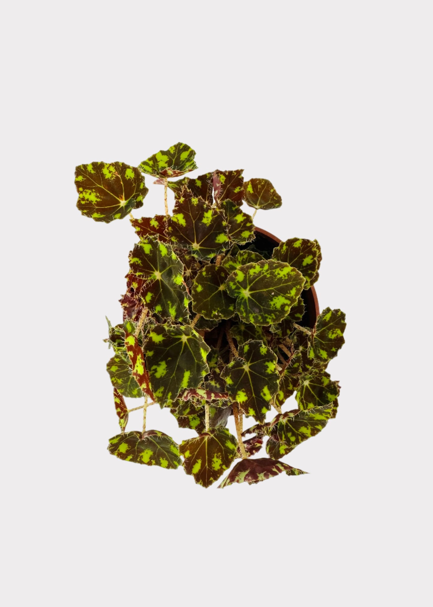 Begonia - Tiger Paws