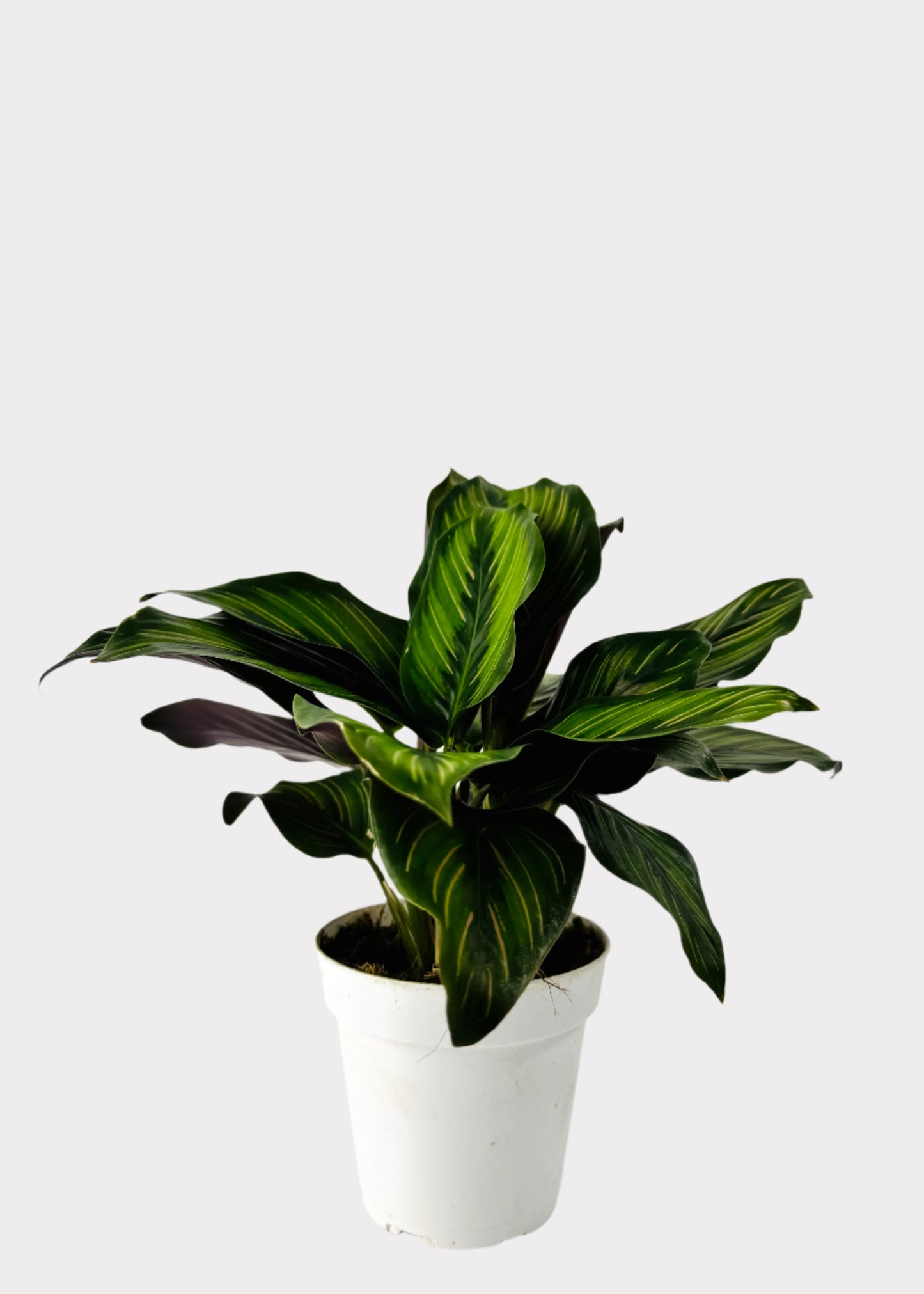 Calathea – Beauty Star
