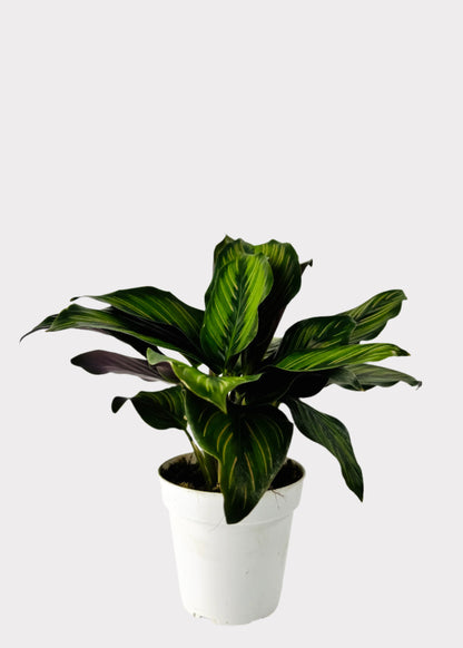 Calathea – Beauty Star