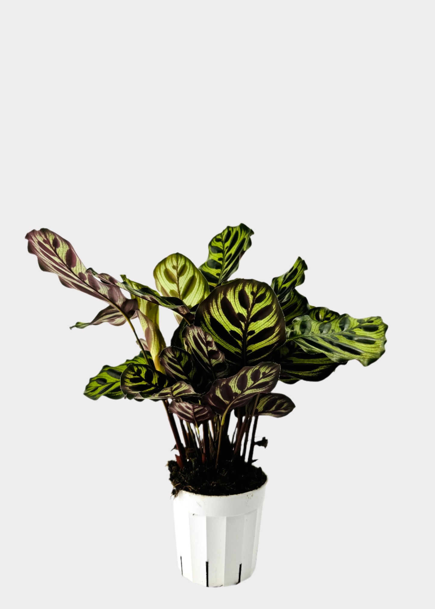 Calathea – Peacock Plant