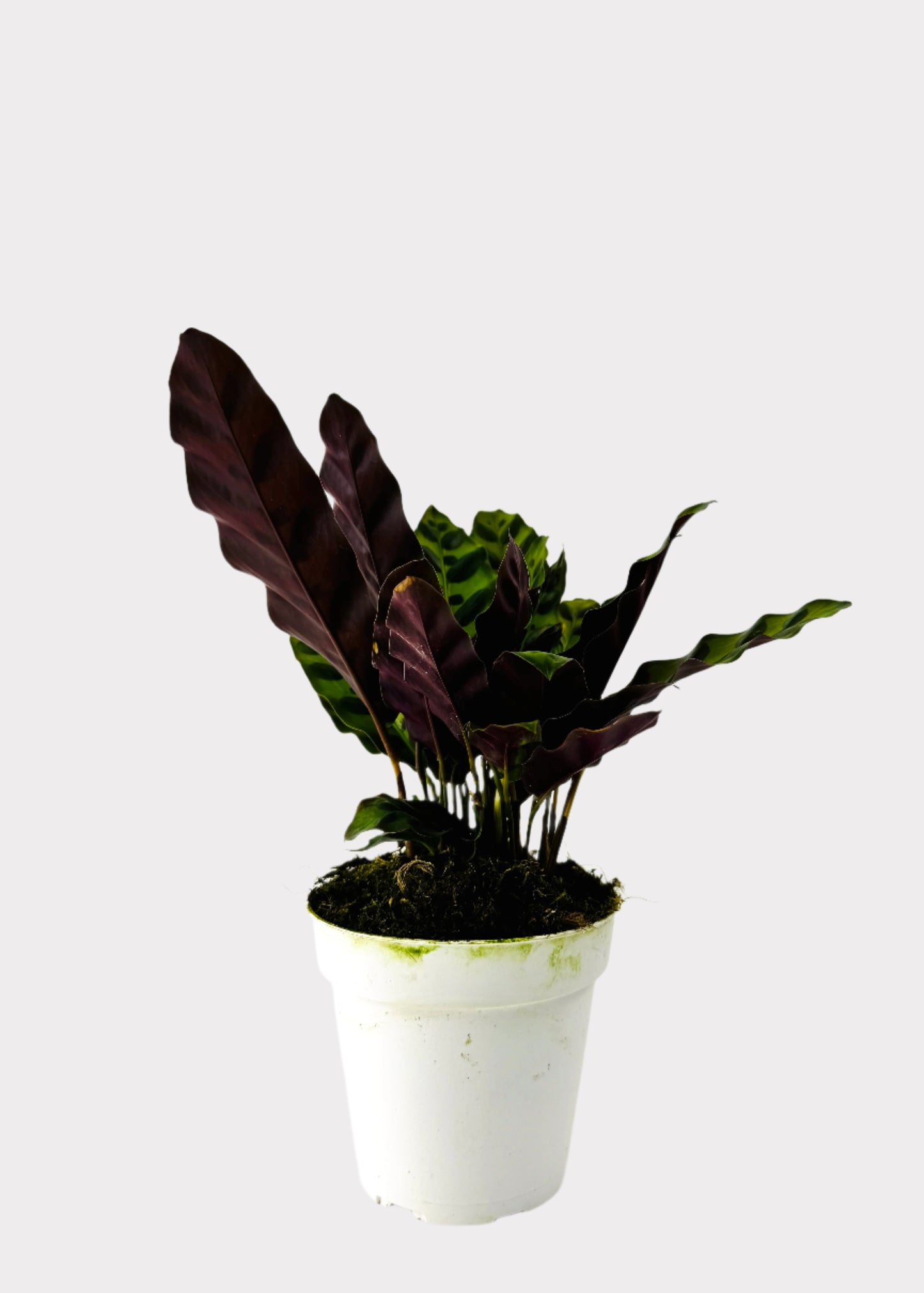 Calathea – Rattlesnake Plant