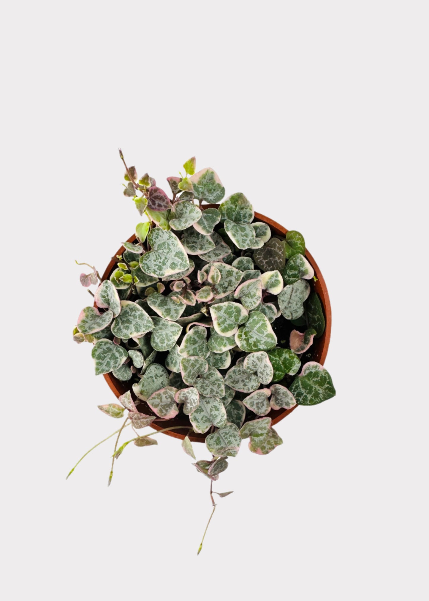 Ceropegia Woodii Variegata - String of Hearts