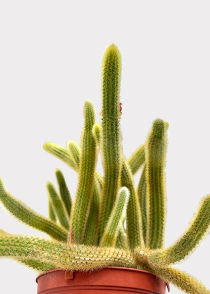 Cleistocactus Winteri – Golden Rat’s Tail Cactus