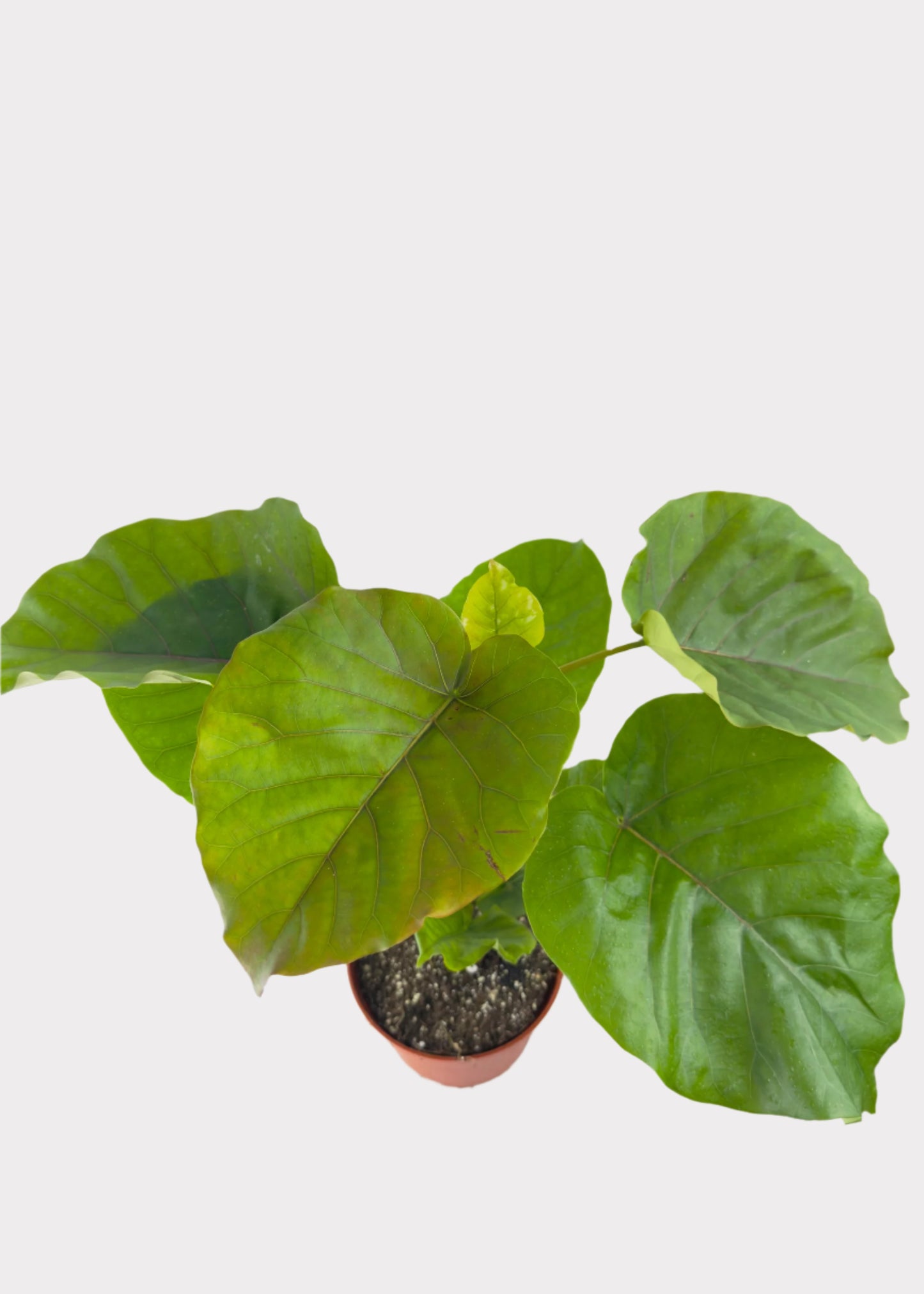 Ficus Umbellata