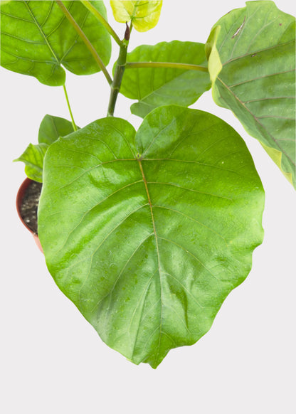 Ficus Umbellata