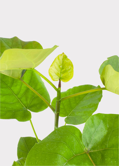 Ficus Umbellata