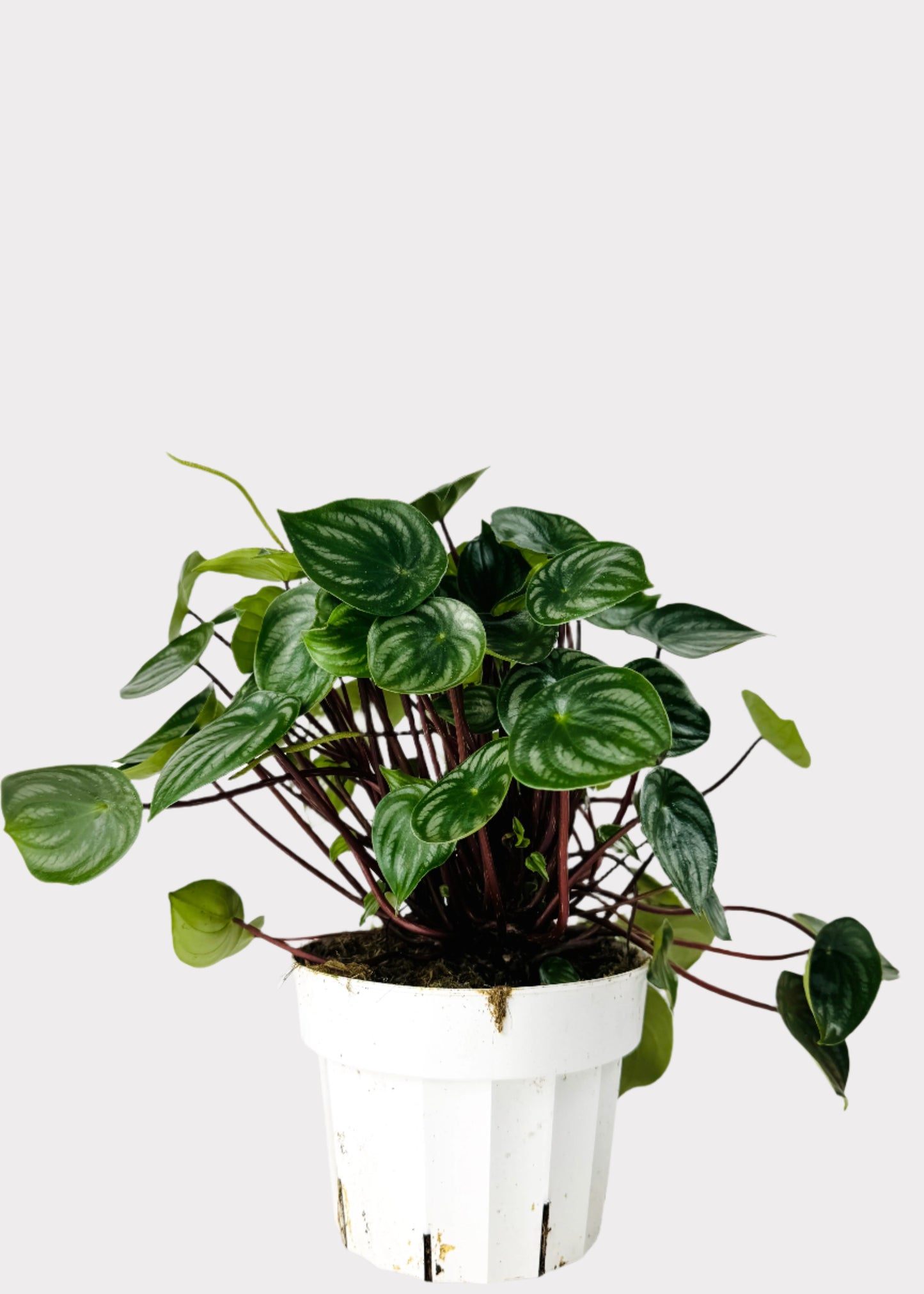 Peperomia - Watermelon