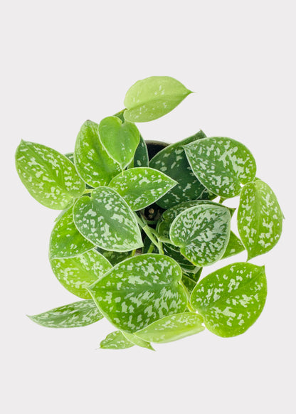Scindapsus Pictus - Satin Pothos