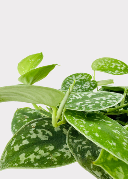 Scindapsus Pictus - Satin Pothos