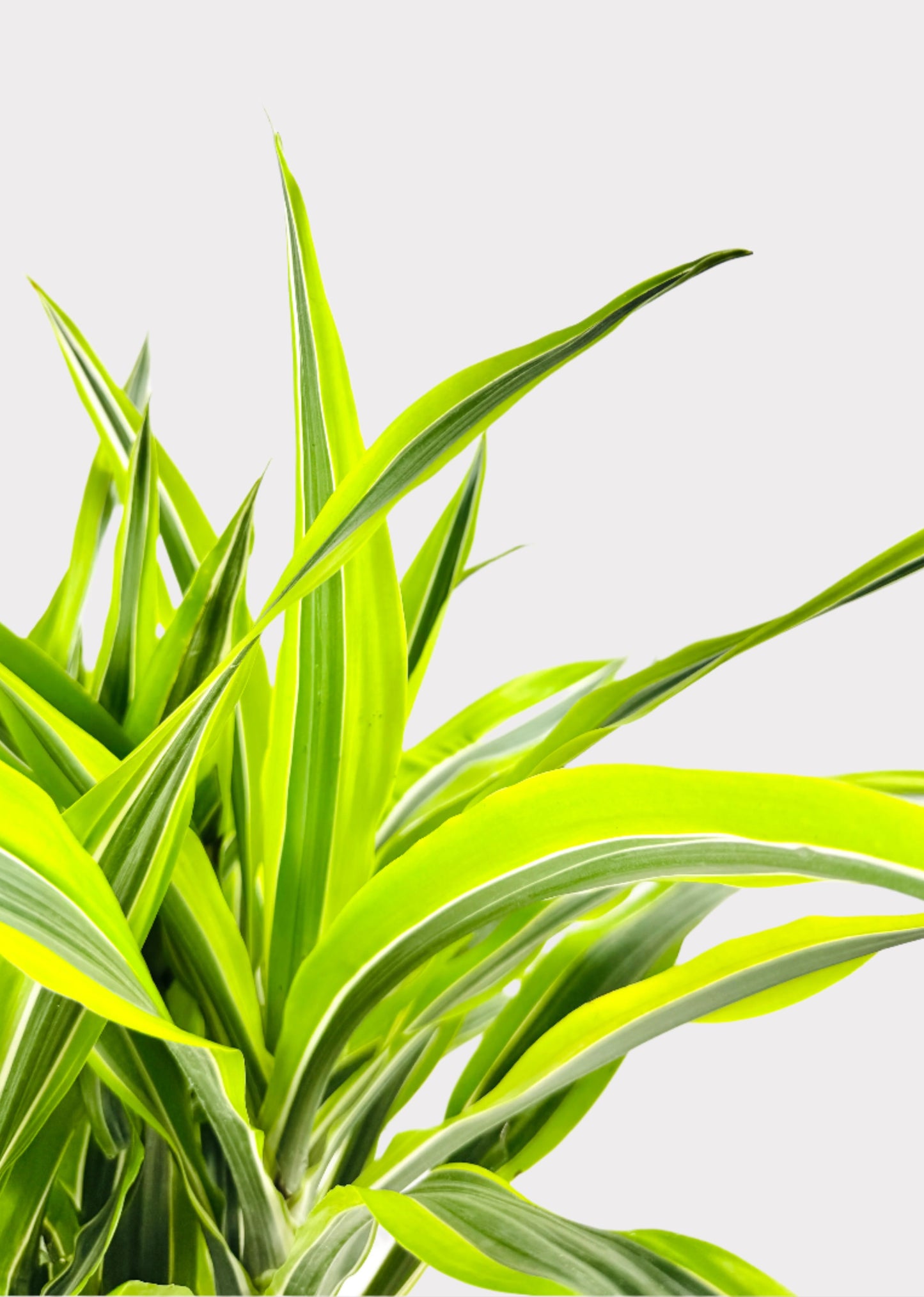Dracaena - Lemon Lime