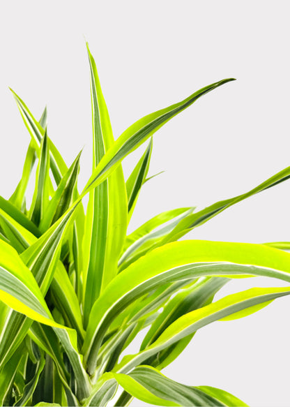 Dracaena - Lemon Lime