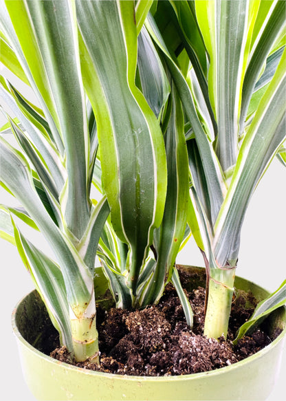 Dracaena - Lemon Lime
