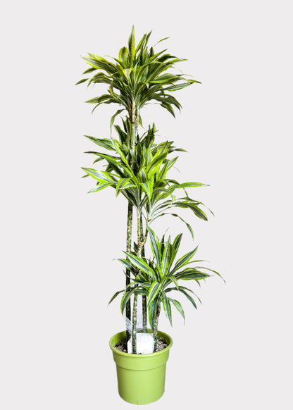 Dracaena - Lemon Lime