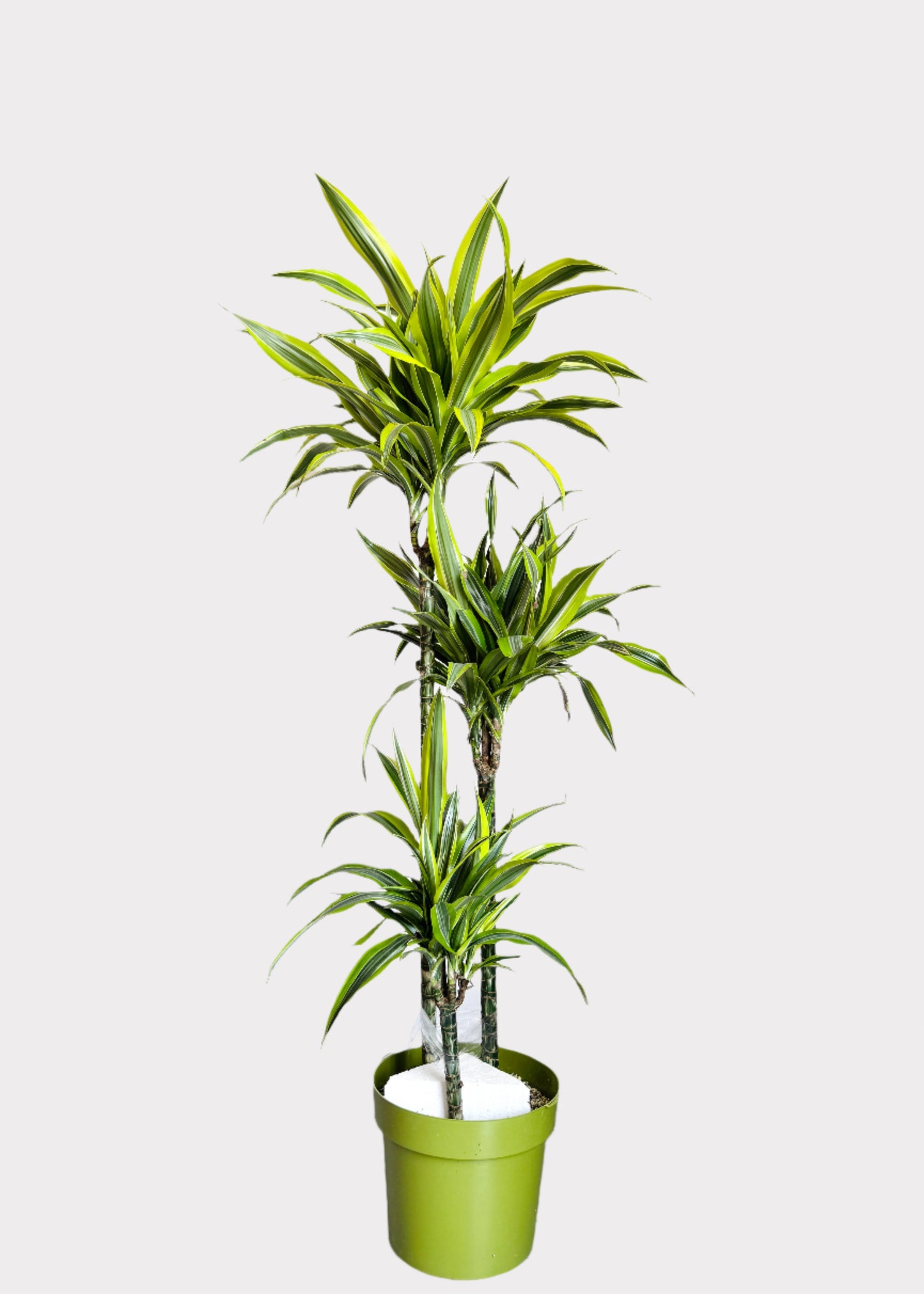 Dracaena - Lemon Lime