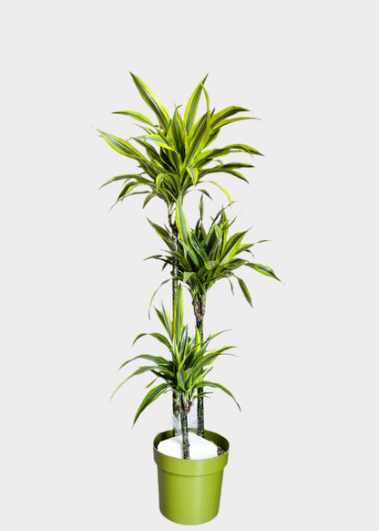 Dracaena - Lemon Lime