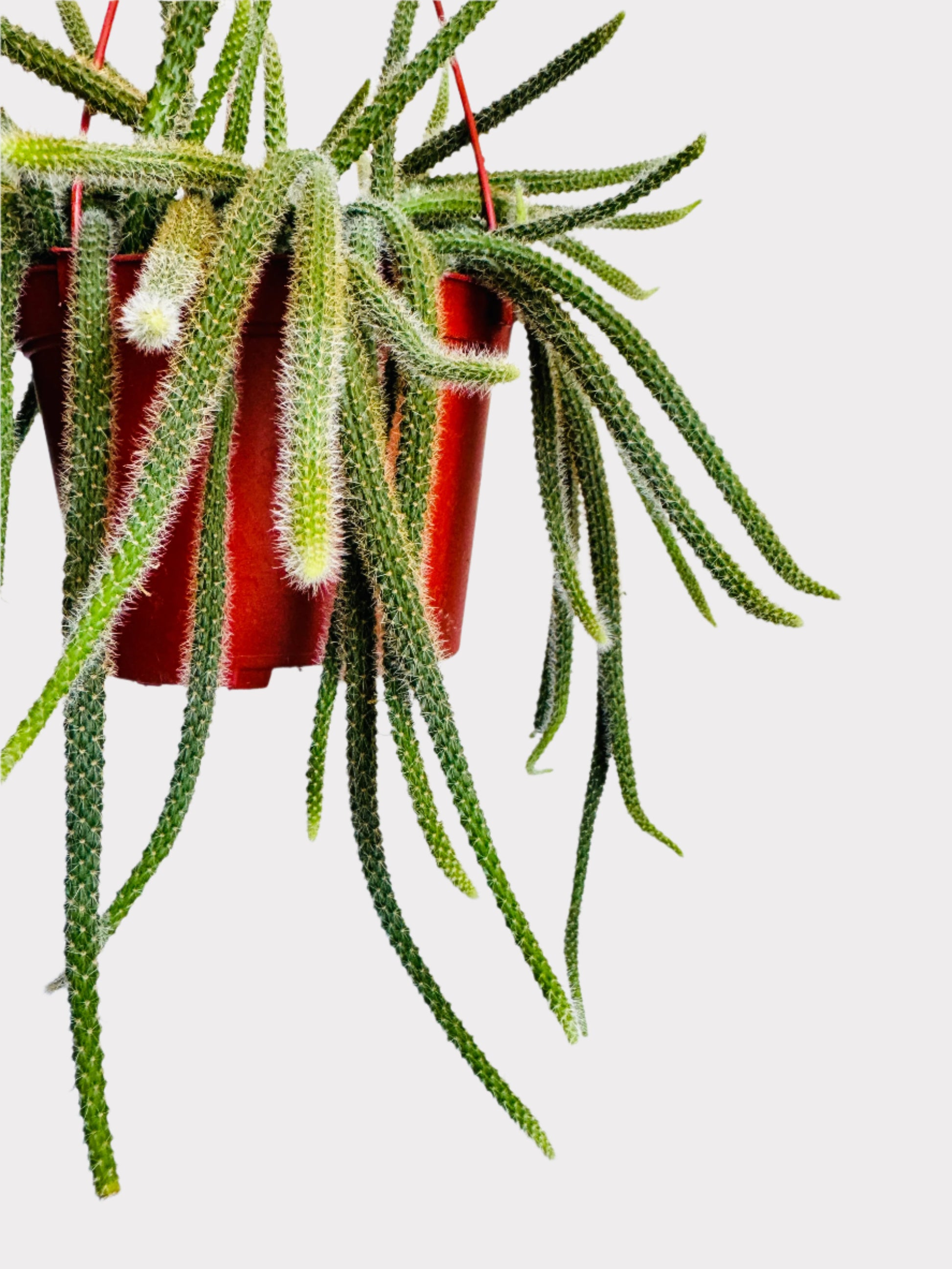 rat tail hanging succulent plant Aporocactus Flagelliformis