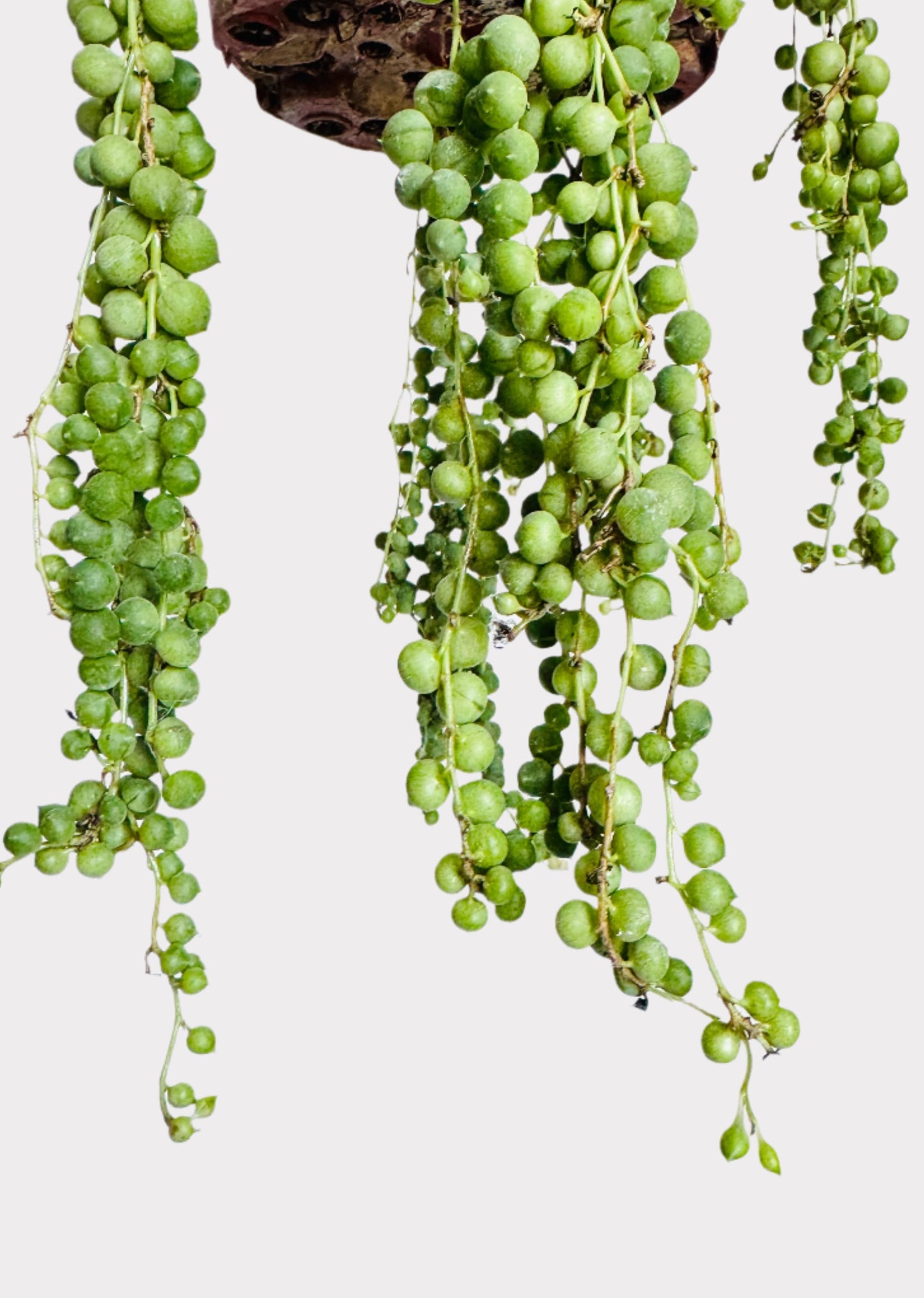 Senecio Rowleyanus - String of Pearls