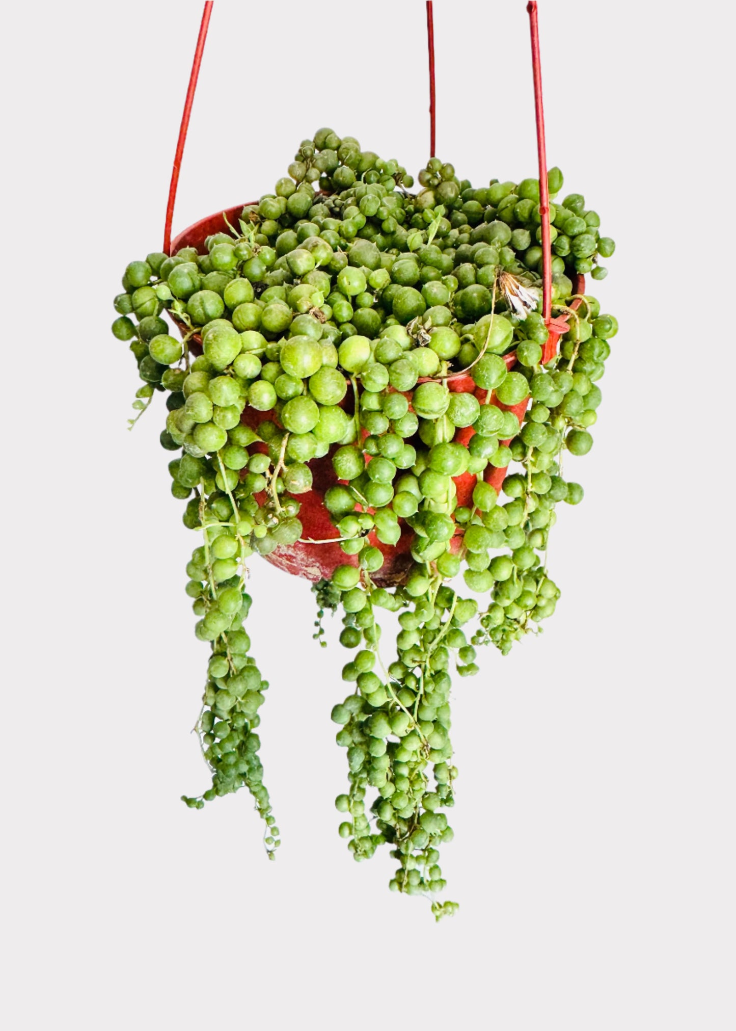 Senecio Rowleyanus - String of Pearls