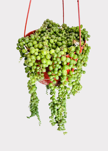 Senecio Rowleyanus - String of Pearls