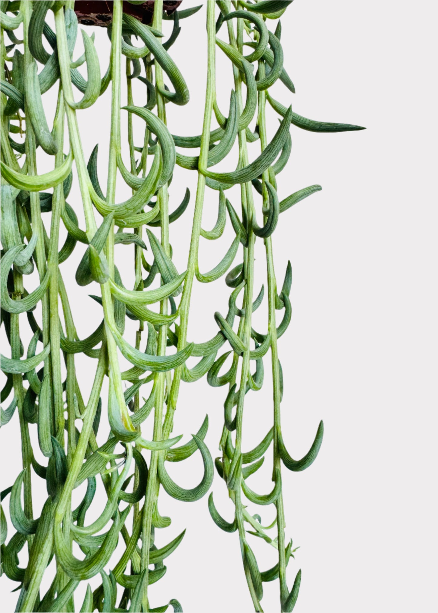 Senecio Radicans - String of Fish Hook