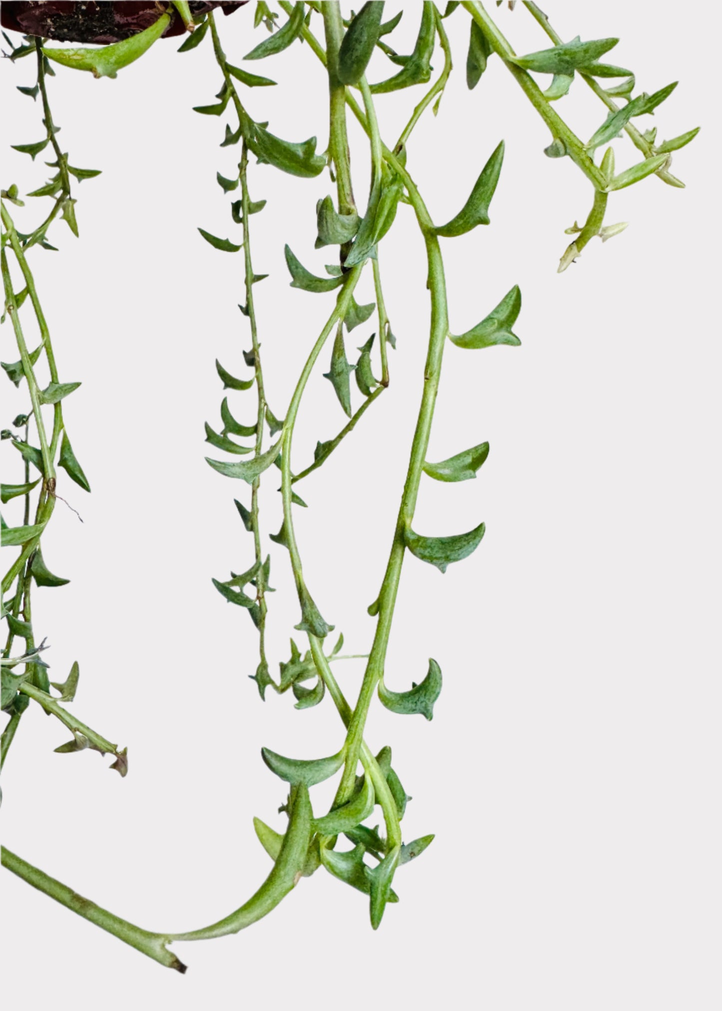 Senecio Peregrinus - String of Dolphins
