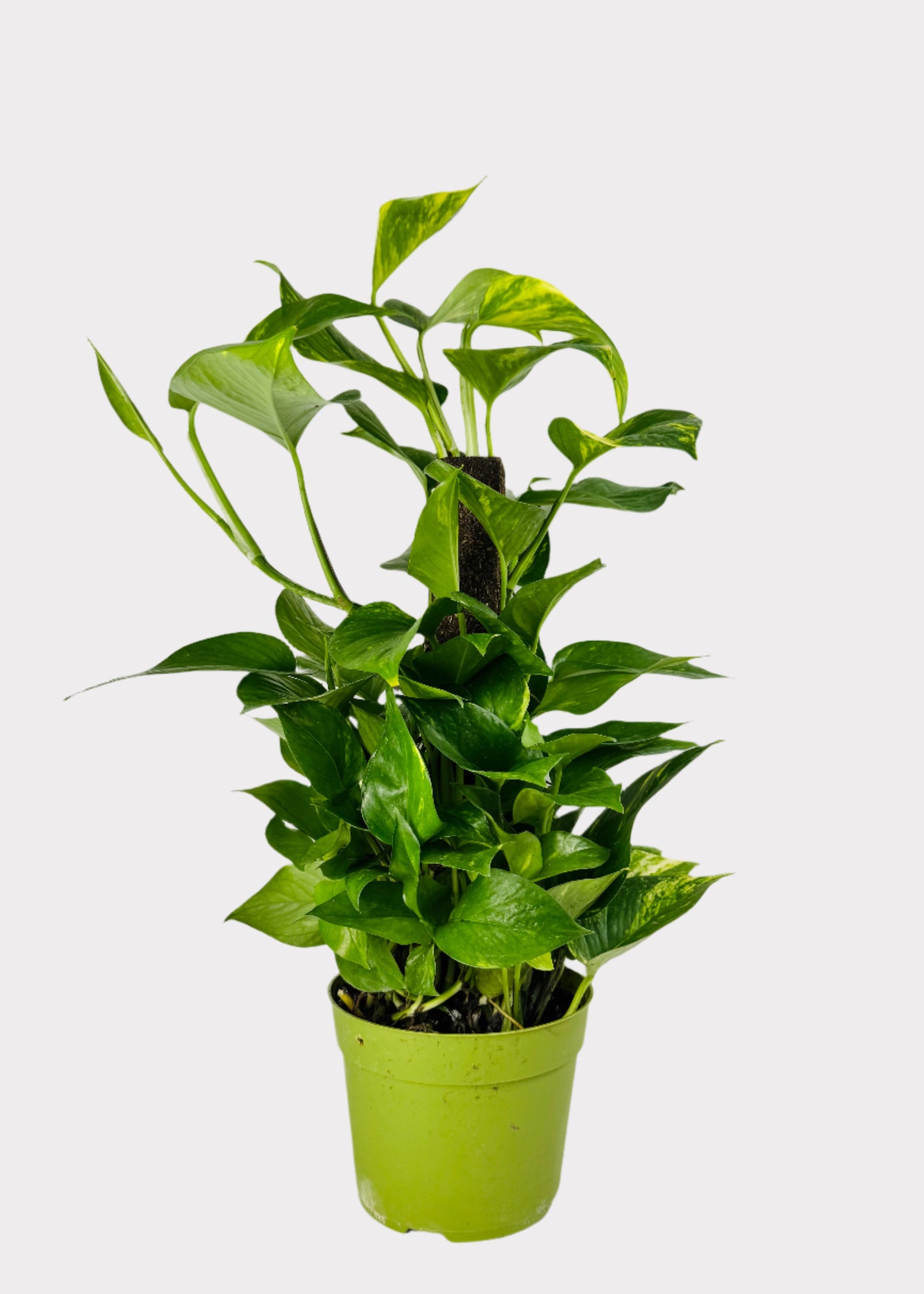 Pothos - Golden