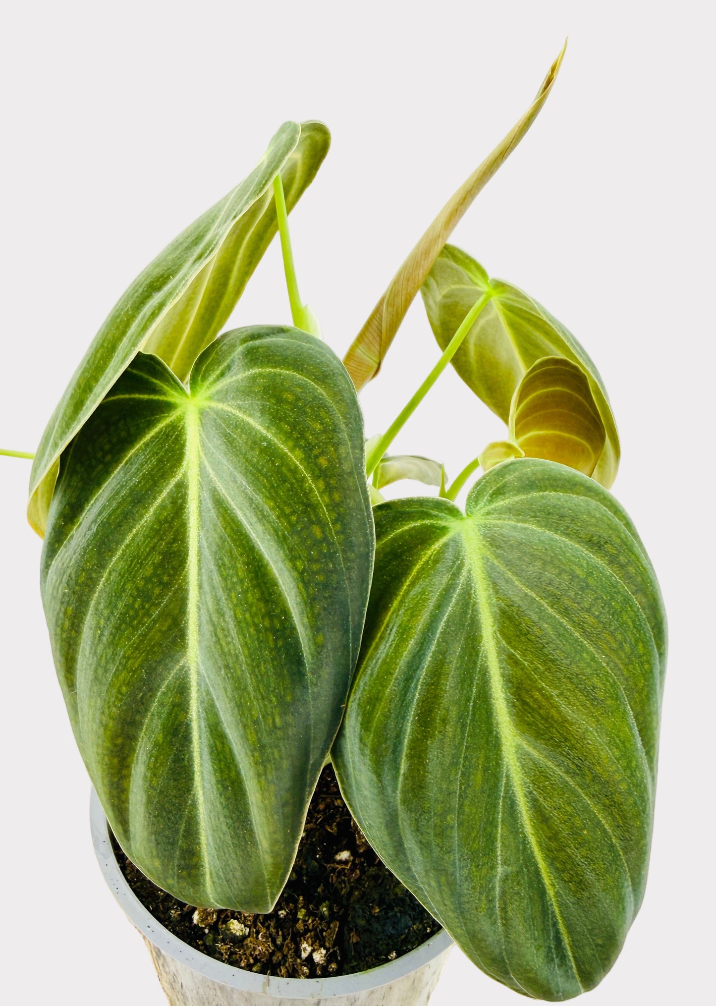 Philodendron - Melanochrysum