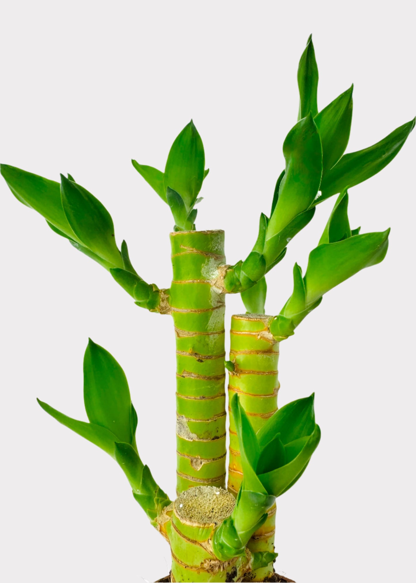 Lucky Bamboo - Straight Multi-Growth (Potted)