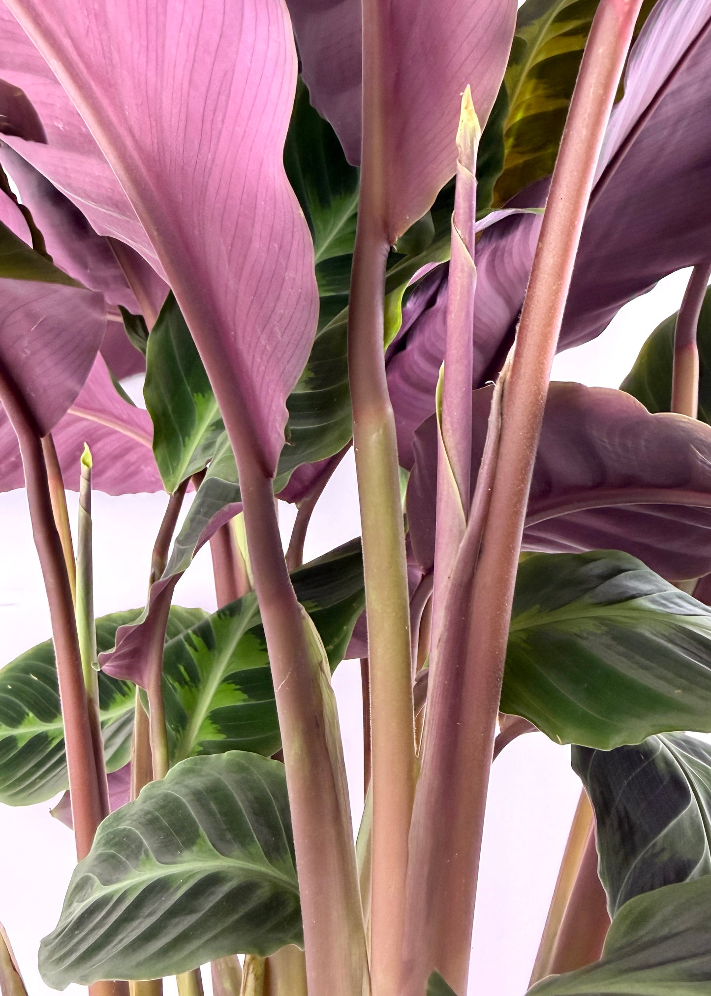 Goeppertia Warszewiczii - Calathea Jungle Velvet