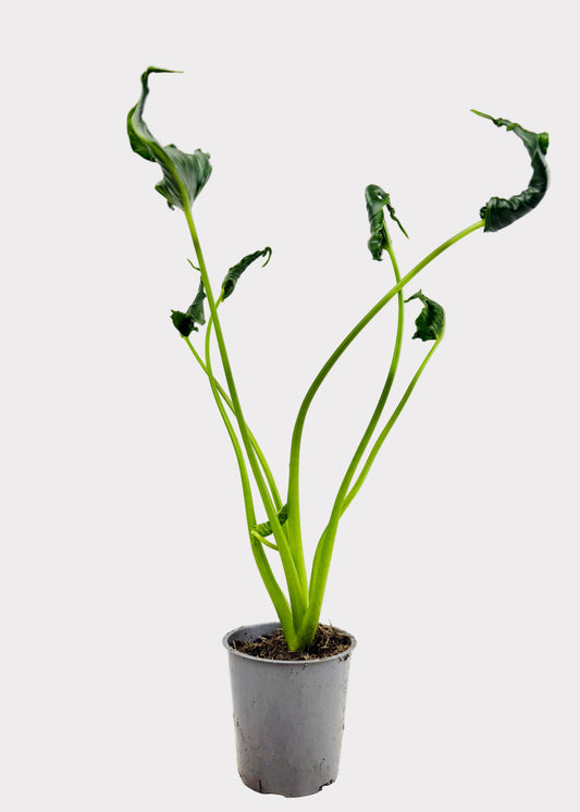 Alocasia – Triangularis