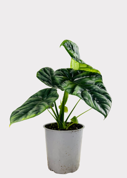 Alocasia – Sinuata
