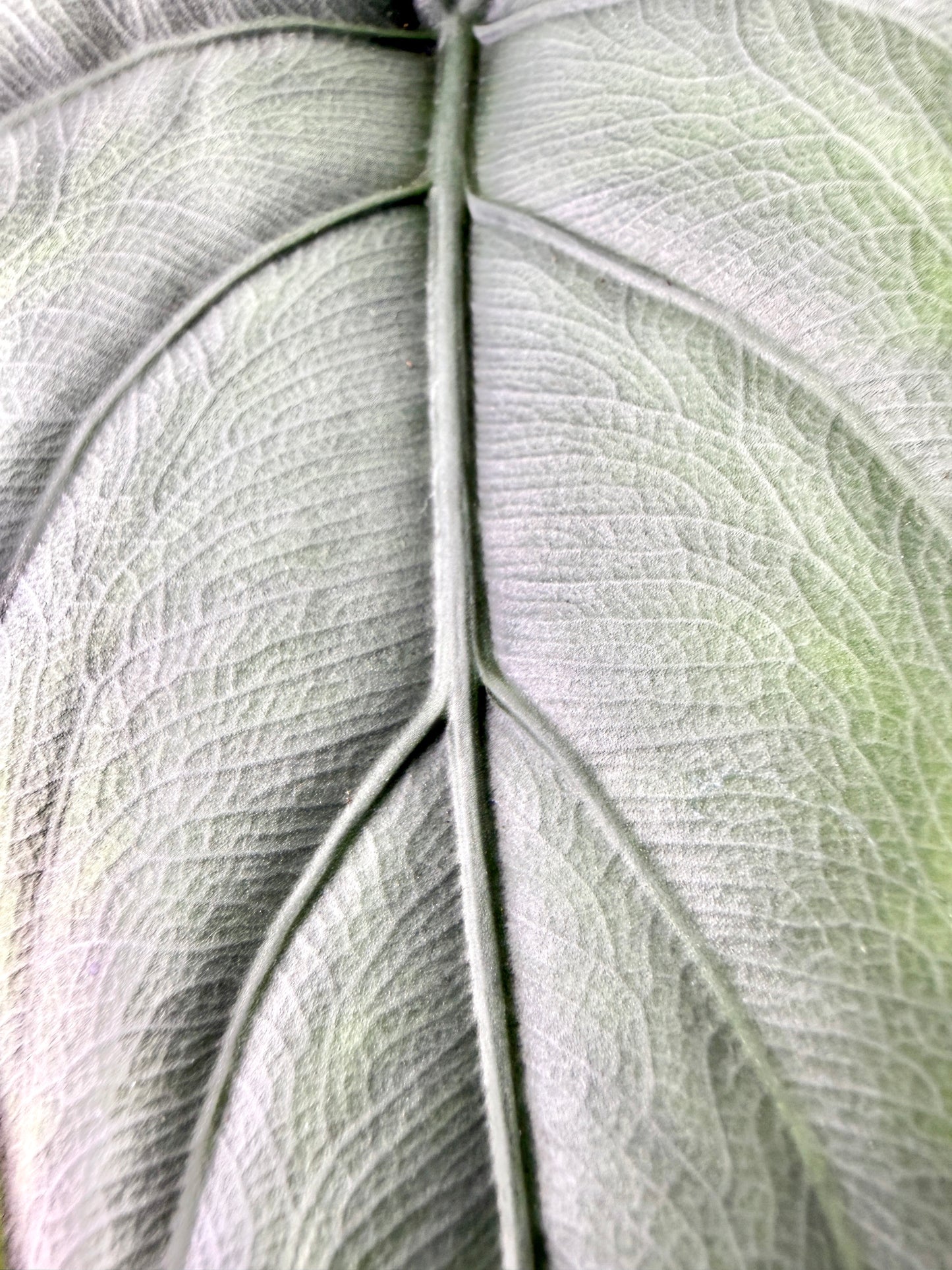 Alocasia – Puncak Borneensis