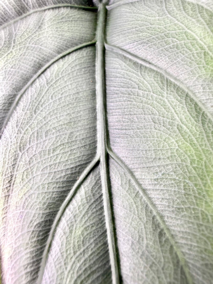 Alocasia – Puncak Borneensis