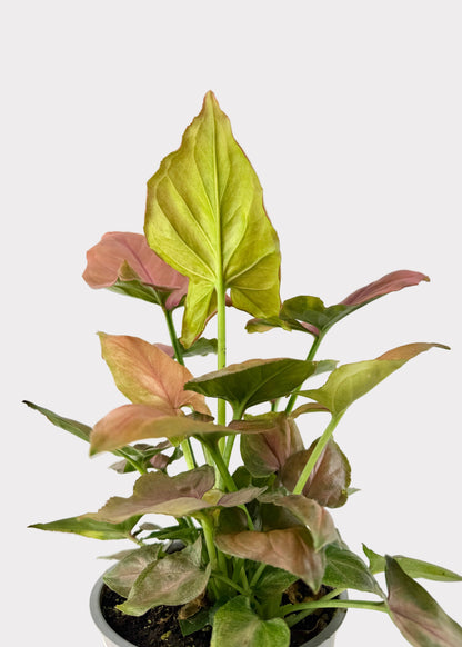 Syngonium – Pink Perfection