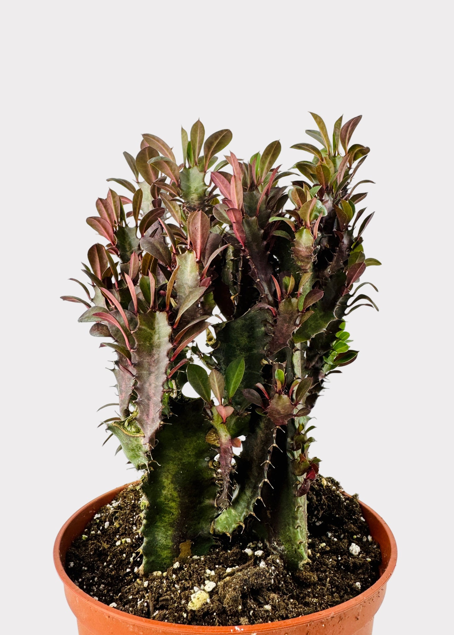 Euphorbia Trigona - Rubra
